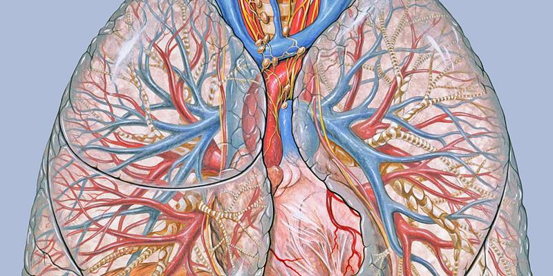 CC wiki Patrick J Lynch lungs thorax