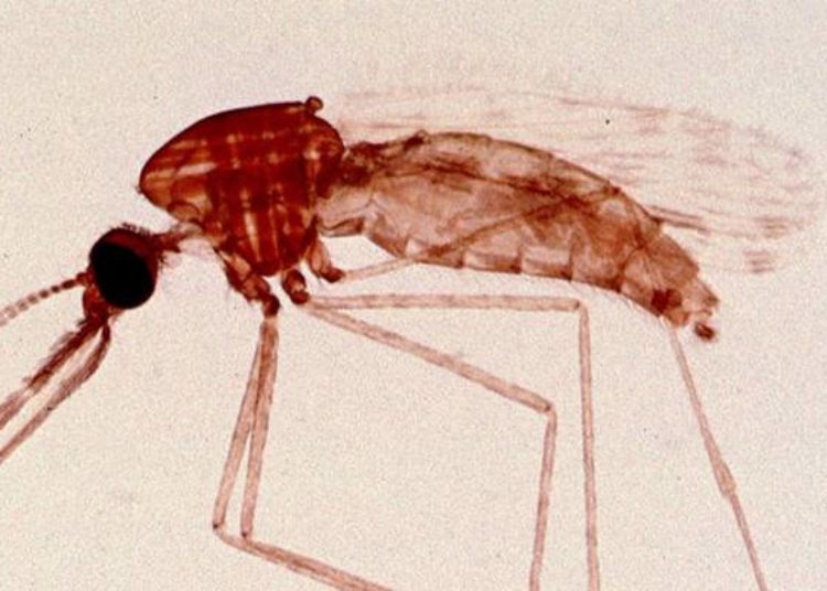 Prenatal iron supplementation not linked to placental malaria risk