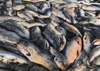 High fish consumption may reduce depression risk