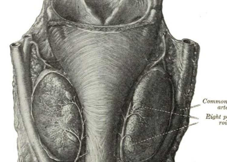Extensive lymphadenectomy may not increase patient survival with esophageal cancer