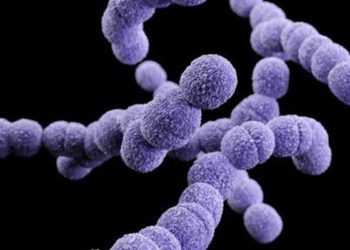 Intrapartum antibiotics associated with altered infant gut microbiome