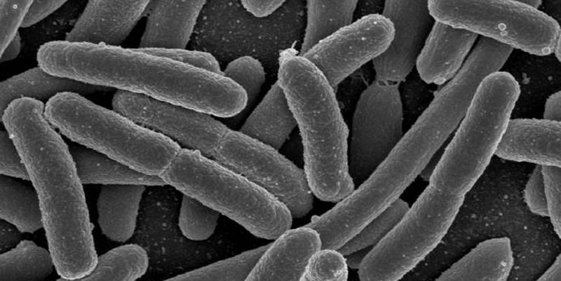PD ecoli UTI