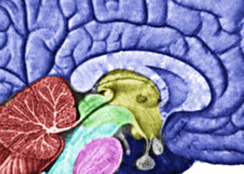 Myeloperoxidase upregulation in epileptogenesis seen on molecular imaging
