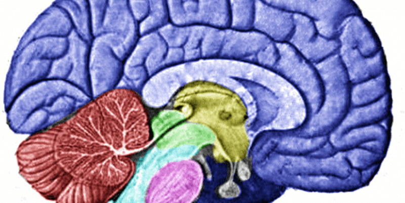 brain PD