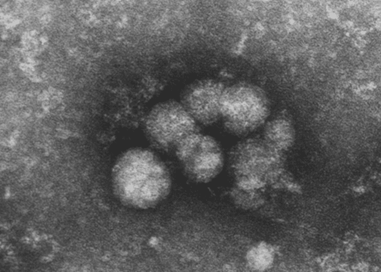 Sofosbuvir-velpatasvir shows promise in HCV genotype 2 and 3 infection: The ASTRAL 2-3 study