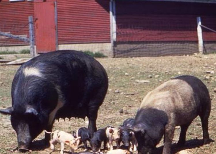 Antibiotic use in animals contributes to bacterial resistance in consumers
