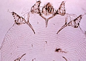 2 Minute Medicine Rewind December 14, 2015