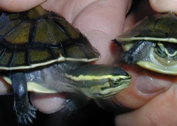 Turtle-associated salmonellosis reemerging as pediatric public health issue