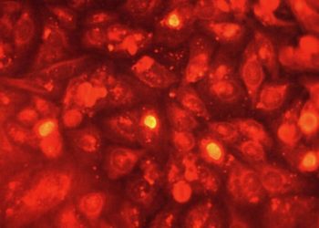 Azithromycin less effective compared to doxycycline for chlamydial infections