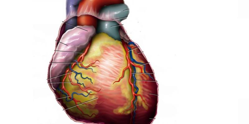 PD heart cardiology