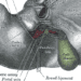 Spleen elastography may be effective in the diagnosis of portal hypertension