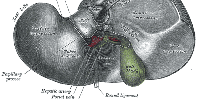 PD liver edited