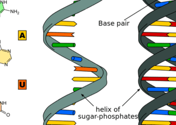 Differential RNA expression in late onset fetal growth restriction