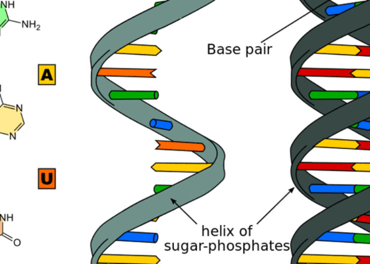 Differential RNA expression in late onset fetal growth restriction