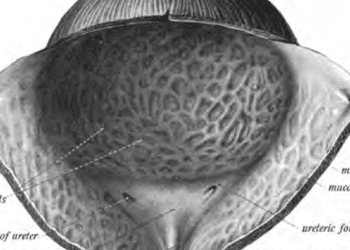 Non-antimuscarinics show promise for overactive bladder