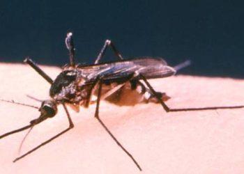 Intrauterine Zika virus infection associated with significant fetal brain abnormalities