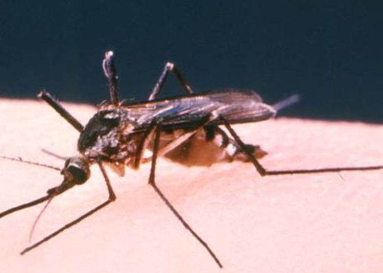 Intrauterine Zika virus infection associated with significant fetal brain abnormalities
