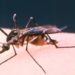 Intrauterine Zika virus infection associated with significant fetal brain abnormalities