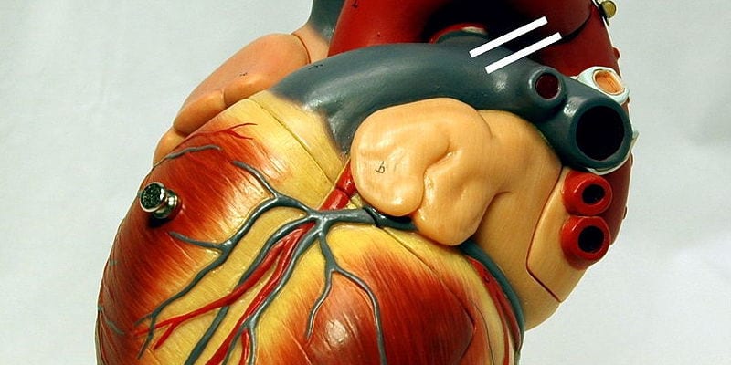 heart-anatomy