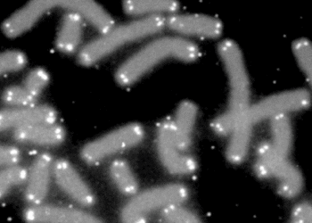 Father loss associated with shorter child telomere length