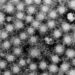 Screening insufficient for newborns exposed to hepatitis C virus