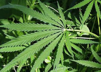 Parental cannabis use increasing, cigarette use decreasing