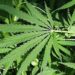 Parental cannabis use increasing, cigarette use decreasing