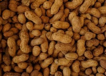 Peanut allergy effectively treated with oral immunotherapy: the PALISADE trial