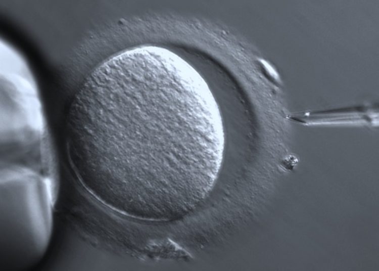 The PIP trial: no difference in live birth rate observed for patients undergoing endometrial scratching