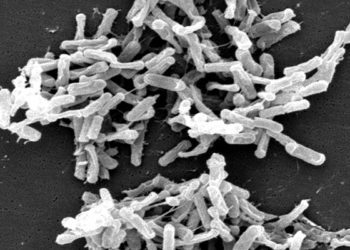 Quick Take: Cadazolid for the treatment of Clostridium difficile infection: results of two double-blind, placebo-controlled, non-inferiority, randomised phase 3 trials