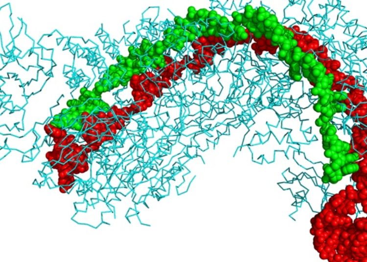 CRISPR-mediated gene activation rescues obesity caused by haploinsufficiency [PreClinical]