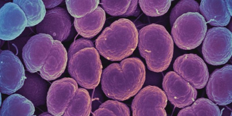 Neisseria_gonorrhoeae_Bacteria_(16221300454)
