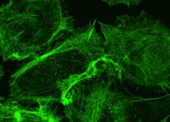 2 Minute Medicine Rewind August 19, 2019