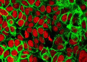 Quick Take: Diagnostic Yield of One-Time Colonoscopy vs One-Time Flexible Sigmoidoscopy vs Multiple Rounds of Mailed Fecal Immunohistochemical Tests in Colorectal Cancer Screening