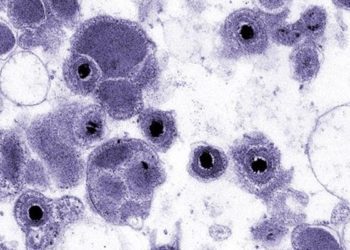 Maribavir safety and efficacy for cytomegalovirus infections among transplant recipients