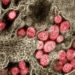 Initial data on the viability of SARS-CoV-2 in aerosol and on surfaces
