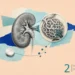 A detailed illustration of a kidney and glomeruli, with a pill depicted, representing treatment for kidney-related conditions. It suggests a focus on chronic kidney disease.